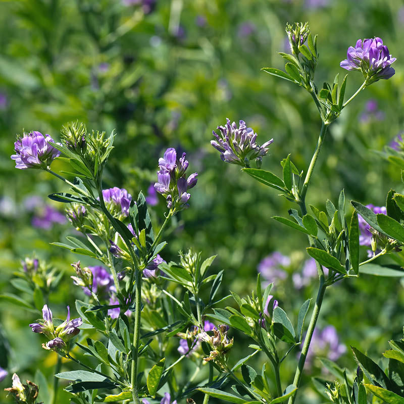 Medicago sativa