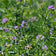 Medicago sativa