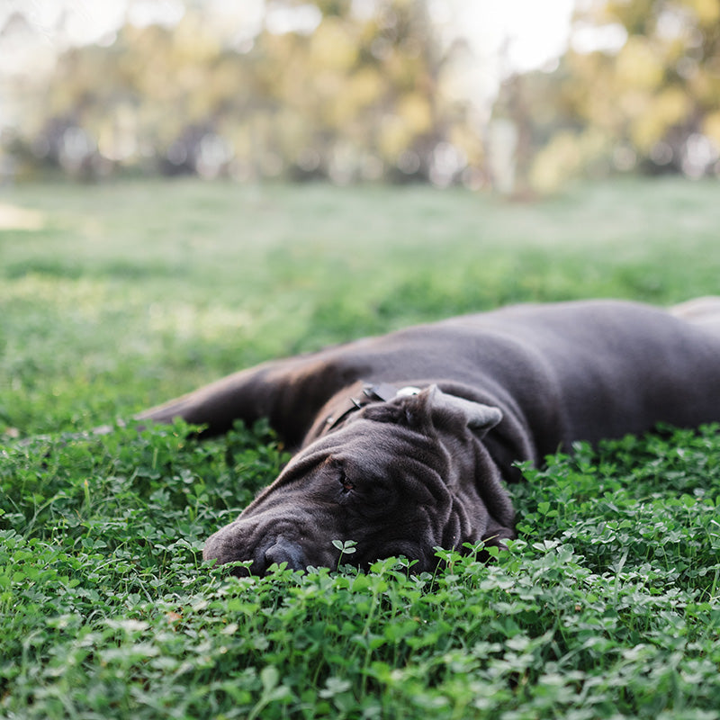 Mastiff in miniature clover lawn