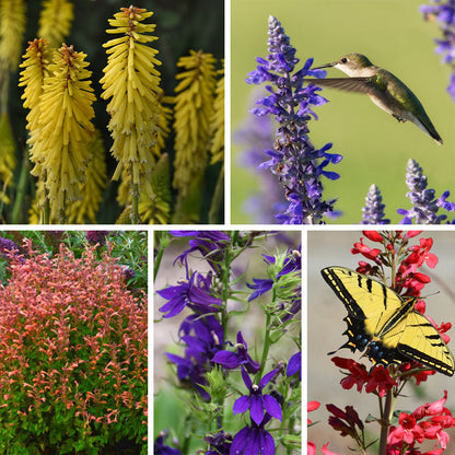 Mini Hummingbird Hangout Plant Collection