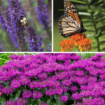 Mini Pollinator Pit Stop Plant Collection