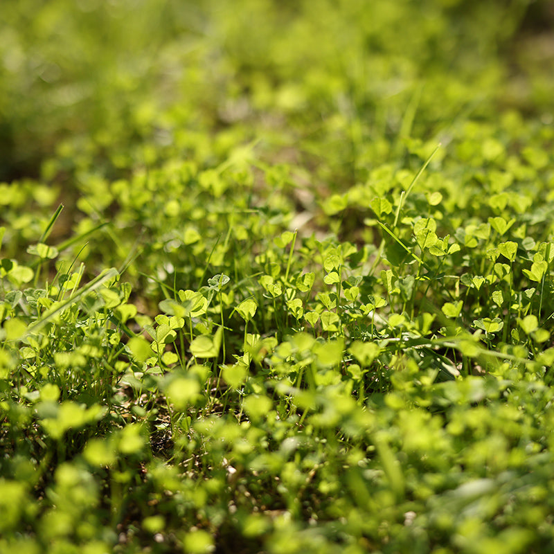 Miniature Clover