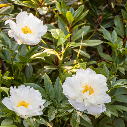 Miss America Peony