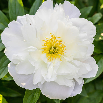 Miss America Peony