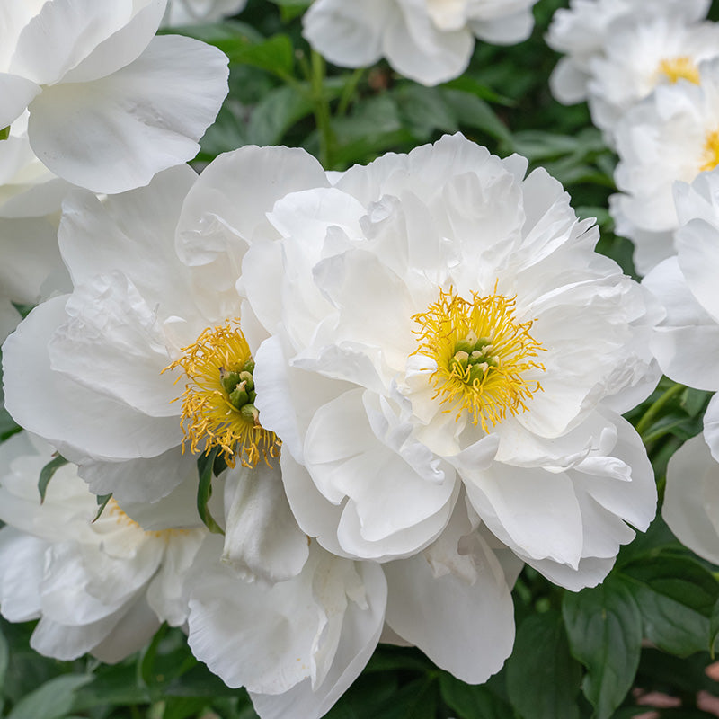 Miss America Peony