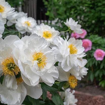 Miss America Peony