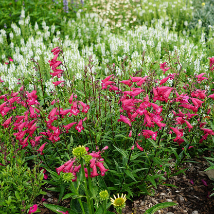 MissionBells™ Deep Rose Penstemon