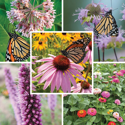 Monarch Butterfly Bloom Booster Seed Packet Set