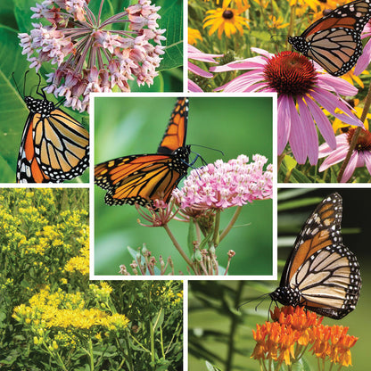 Monarch Butterfly Essentials Native Seed Packet Set