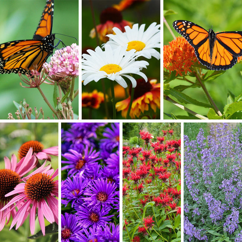 Monarch Magnet Pre-Planned Garden Collage