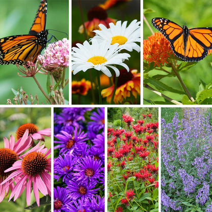 Monarch Magnet Pre-Planned Garden Collage