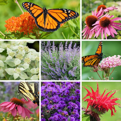 Monarch Magnet Pre-Planned Garden