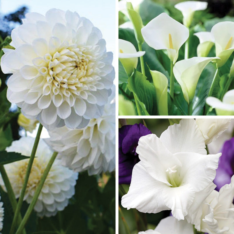 Magical Moonlight Bulb Collection