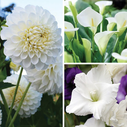 Magical Moonlight Bulb Collection