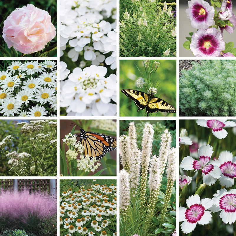 Moonlight Pre-Planned Garden