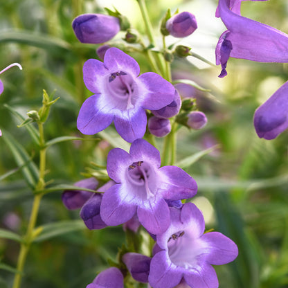 Mountain Treats™ Lavender Penstemon