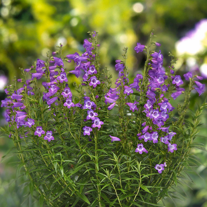 Mountain Treats™ Lavender Penstemon