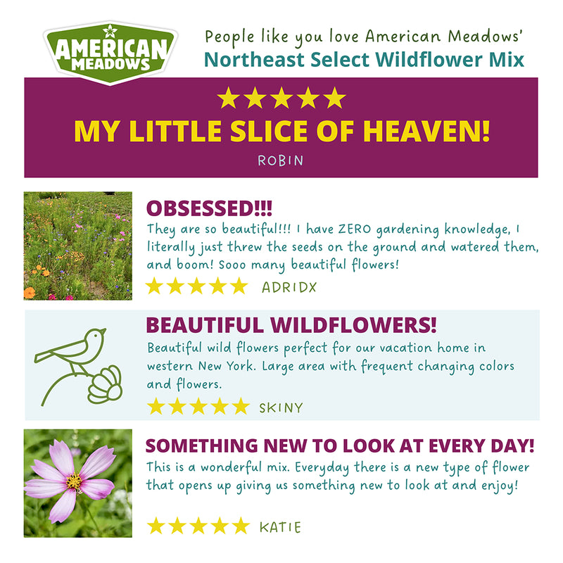 Northeast Select Wildflower Seed Mix customer reviews