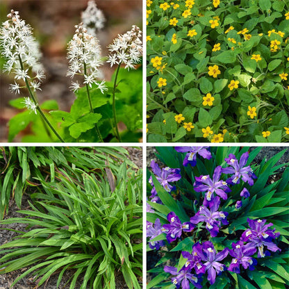 Native Shade Tapestry Lawn Plant Collection