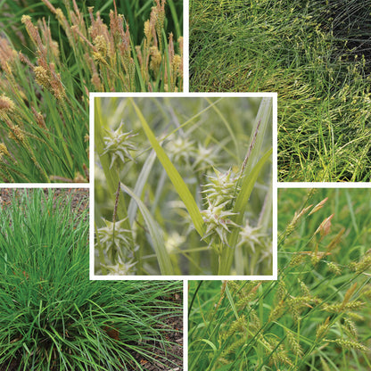 Native Sedge Seed Packet Set