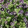 Nemophila menziesii v. discoidalis 'Penny Black'