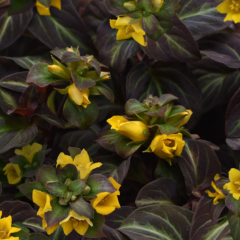 Night Light Moneywort | Golden Blooms for Shade & Groundcover