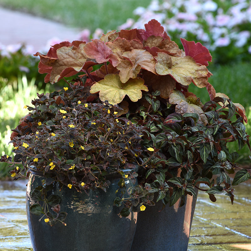 Night Light Moneywort and Heuchera in container