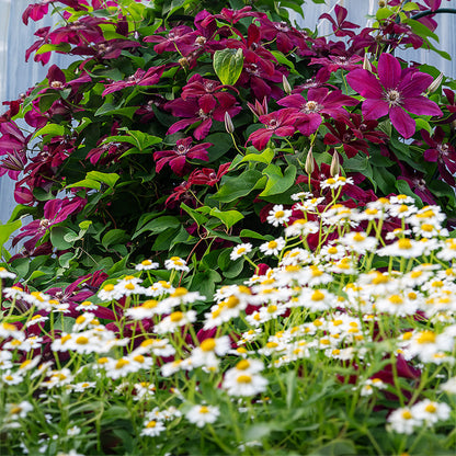 Niobe Clematis Vine