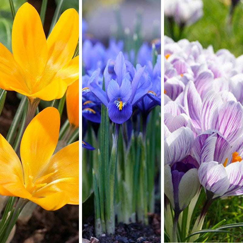 Oh Deer Naturalizing Bulb Collection