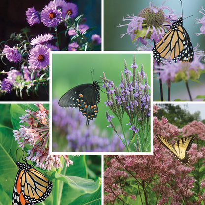 Pollinator Meadow Native Plant Collection