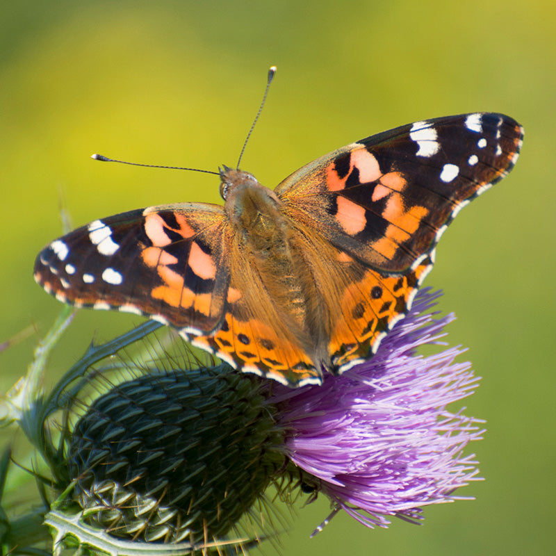 Pasture Thistle Seeds