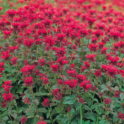 Panorama Red Bee Balm