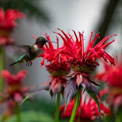 Panorama Red Bee Balm and Hummingbird