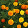 Petite Mix French Marigold Seeds