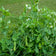 Forage Pea Seeds