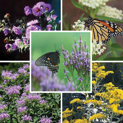 Pollinator Meadow Native Plant Collection