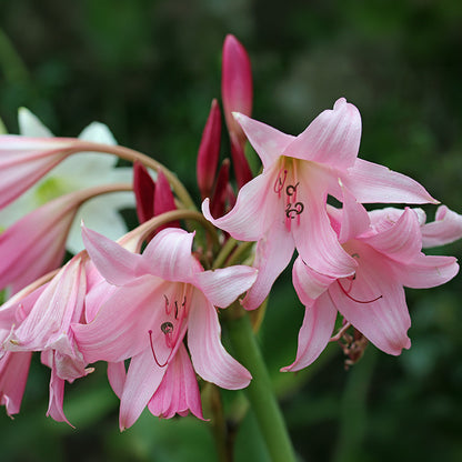 Powell's Crinum Lily
