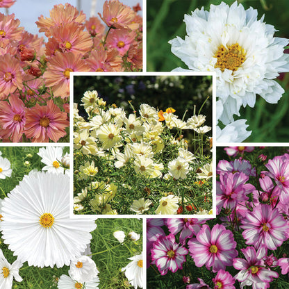 Pretty Petal Cosmos Seed Packet Set