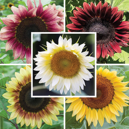 ProCut® Sunflower Seed Packet Set