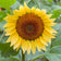 ProCut® Peach Sunflower Seeds