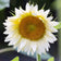 ProCut® White Lite Sunflower Seeds