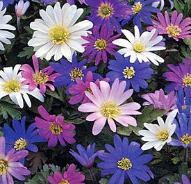Anemone blanda Mix