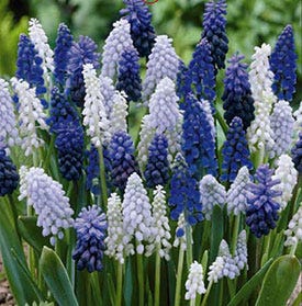 Delft Blue Grape Hyacinth Mix