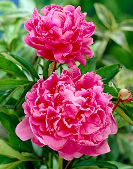 Alexander Fleming Peony