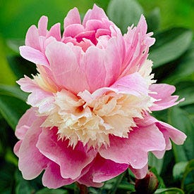 Sorbet Peony