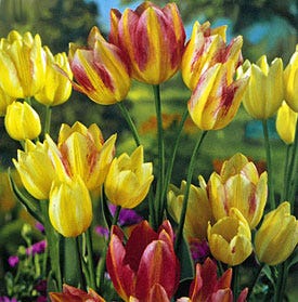 Antoinette Multiple Flowering Single Late Tulip