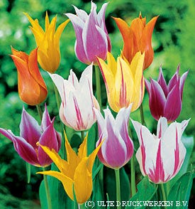 lily flower vs tulip Lily Flowered Tulip Mix