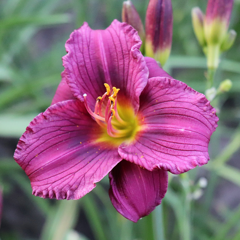 Purple D'Oro Reblooming Daylily