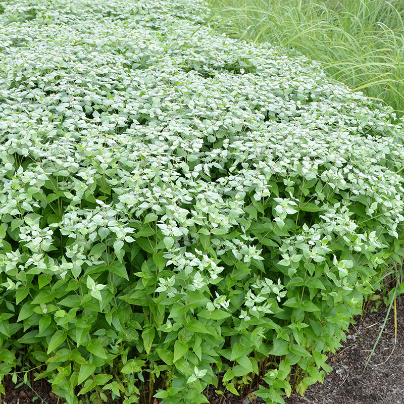 Blunt Mountain Mint, Pycnanthemum muticum, photo courtesy of the Chicago Botanic Gardens