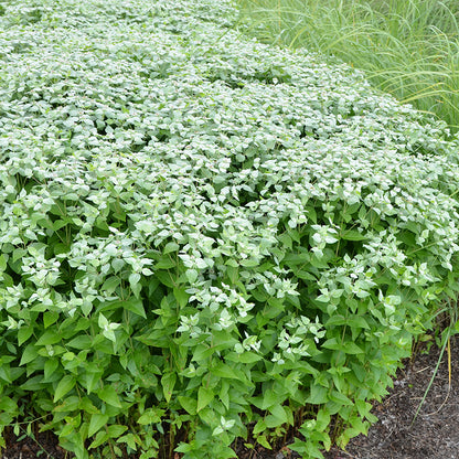 Blunt Mountain Mint, Pycnanthemum muticum, photo courtesy of the Chicago Botanic Gardens